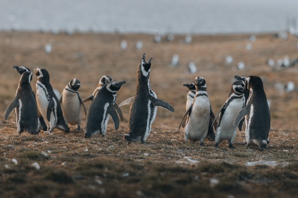pingüinos magallanes grupo de pingüinos de Magallanes