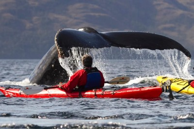 Kayak avec des baleines à Punta Arenas