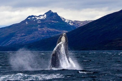 Observation des baleines et glaciers à Punta Arenas