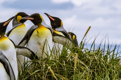 Tierra del Fuego: King Penguin Tour from Punta Arenas