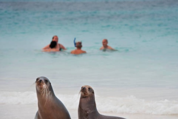 snorkle en galapagos leones marinos y gente haciendo snorkle al fondo