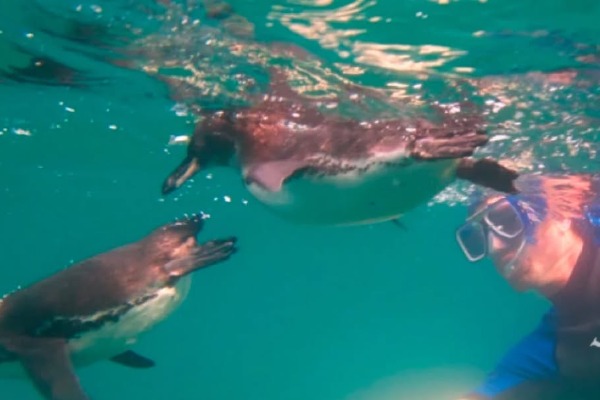chico haciendo snorkle haciendo snorkle en islas galapagos
