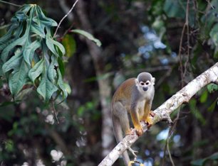 Tour Amazonía Ecuador 5 Días – Reserva Faunística Cuyabeno