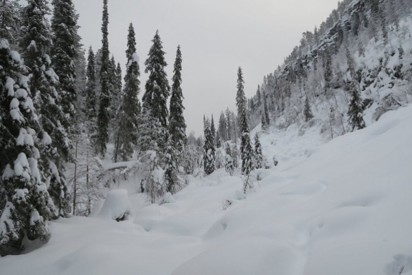 Bosque nevado rodeado de pinos en el valle de Kurouoma