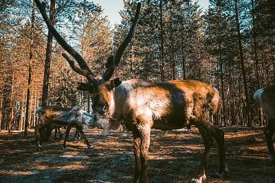 Ferme de rennes à Rovaniemi – Visite estivale