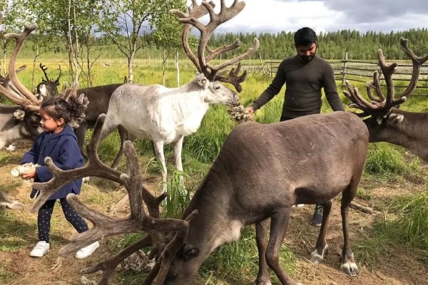 visita a la granja de renos persona alimentando a los renos y niña con comida en las manos rodeada de renos