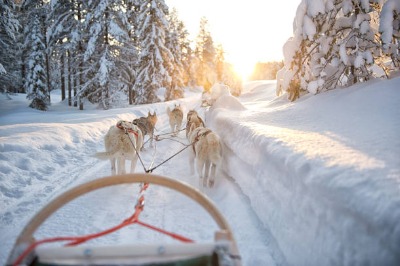 Husky Rovaniemi Tour