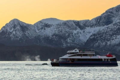 Excursion d'observation des baleines à Tromsø