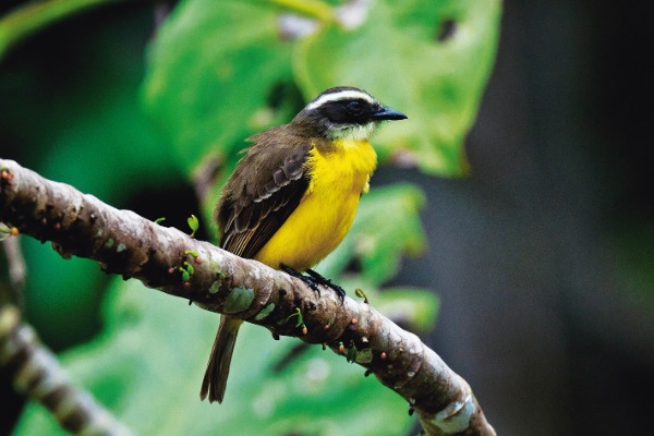 aves durante excursión en lancha