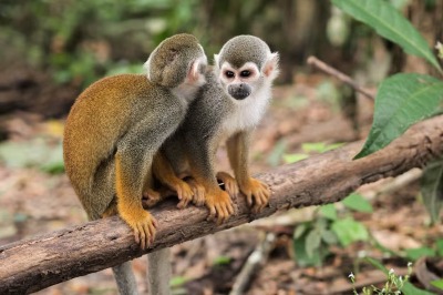 Tour Iquitos Isla de los Monos