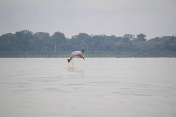 Avistamiento de delfines rosados y grises un delfin rosado y gris saliendo de un salto del agua