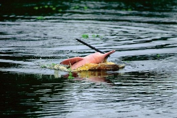 Delfín rosado en el río Amazonas Delfín rosado emergiendo del agua en un afluente del Amazonas