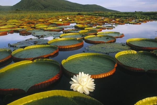 Victoria Regia en laguna amazónica Lirios acuáticos gigantes Victoria Regia flotando en la superficie del agua