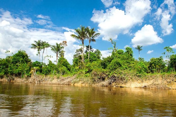 Navegación por los ríos Nanay y Momón palmeras y vegetacion junto a orillas del rio nanay en iquitos