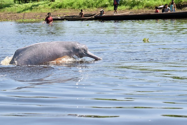 Avistamiento de delfines grises y rosados delfin gris saliendo del agua y personas jugando en la orilla del rio