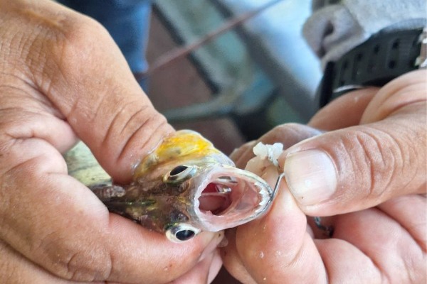Pesca de pirañas y otras especies persona sujetando una piraña con la boca abierta recien pescada