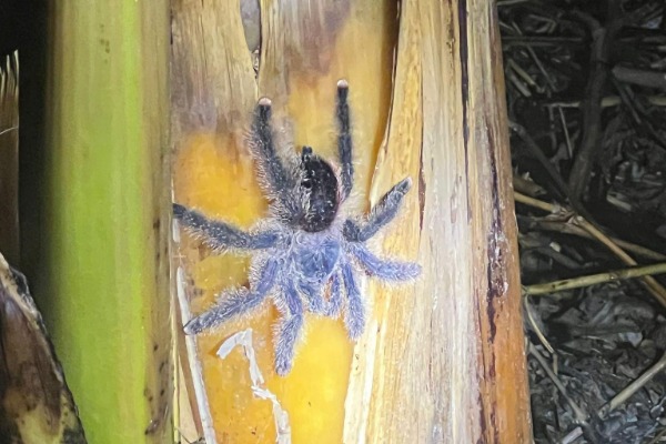 araña araña durante caminata nocturna