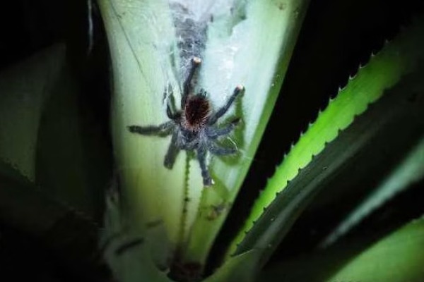 Araña durante caminata nocturna en el Tour
