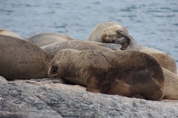 Loups de mer Un groupe d'otaries se reposant sur un rocher