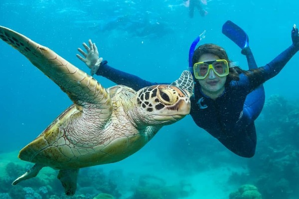 Une nageuse aux côtés d'une tortue de mer lors d'une excursion en semi-submersible dans la barrière de corail au départ de Cairns Une femme immergée dans l'eau, posant joyeusement aux côtés d'une grande tortue de mer à Cairns.