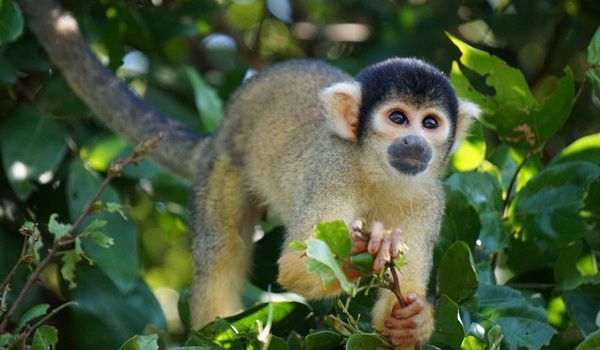 Singe écureuil toru madidi pampas Singe écureuil en Amazonie