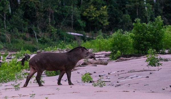 Parc national du tapir de Madidi Parc national du tapir de Madidi
