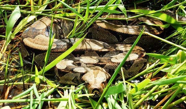 Anaconda Amazon Anaconda Amazon