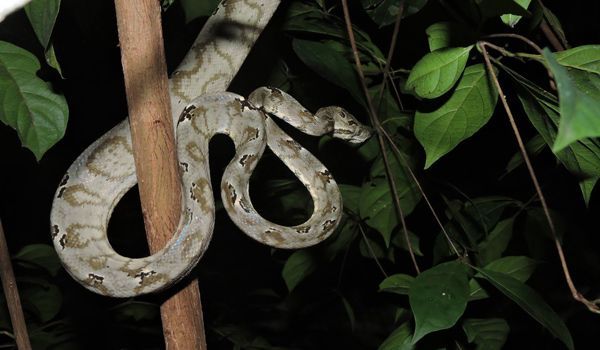 Serpent de nuit Serpent lors d'une promenade nocturne