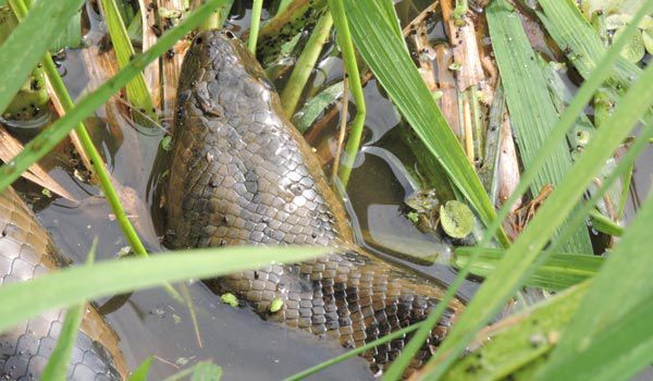 Anaconda Yacuma Anaconda Rivière Yacuma