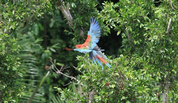 Frallón Parabas perroquet à madidi