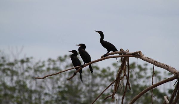 Oiseaux Madidi Les oiseaux du parc national de Madidi
