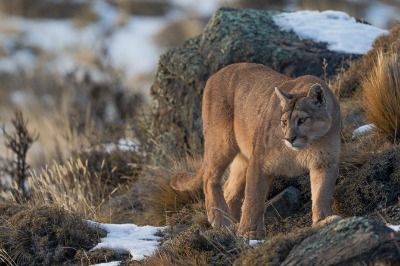 Safari Puma Torres del Paine – Excursion privée de pistage