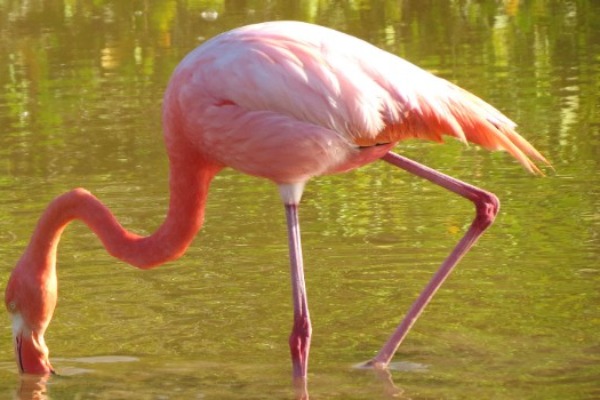 flamenco Lagon des flamants