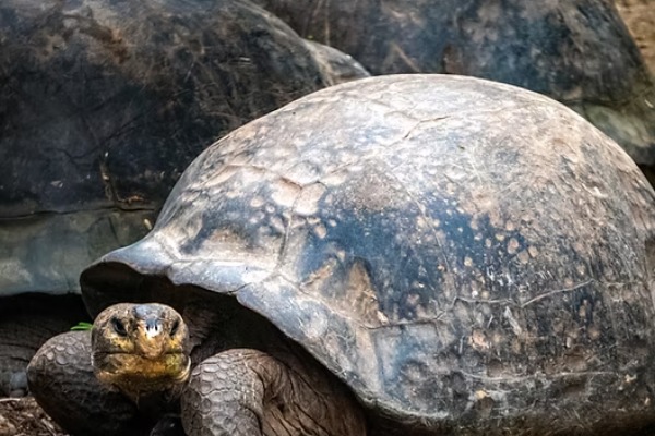 Tortue géante tortues géantes du parc national