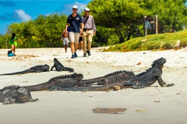 se promener le long de la plage en observant les iguanes
