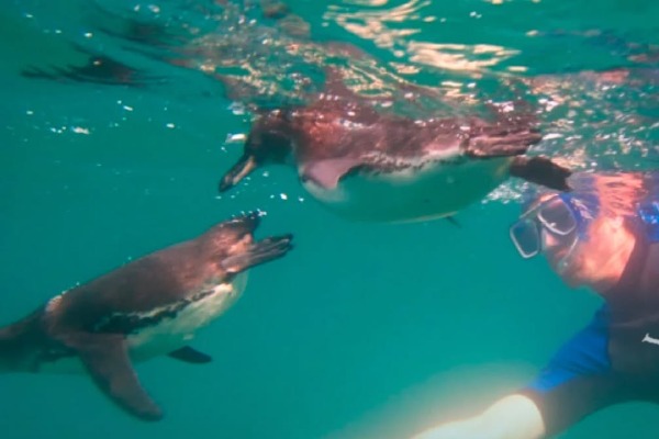plongée en apnée dans les îles Galápagos