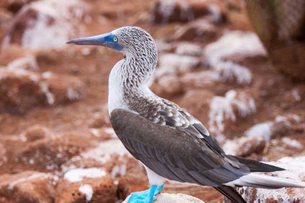fou à pattes bleues photo d'un fou à pieds bleus