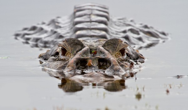 crocodile napo