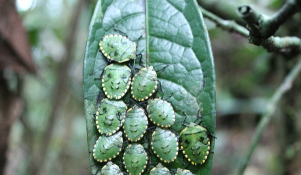 insectes sur la rivière Cuyabeno insectes verts sur une feuille médicinale à Puerto Bolívar