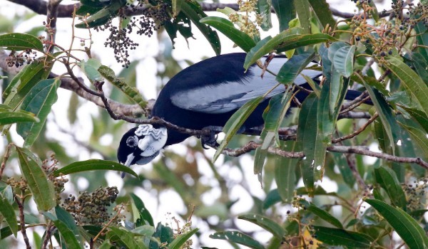 oiseau de la réserve de Cuyabeno oiseau bleu et blanc sur un arbre de la réserve de Cuyabeno