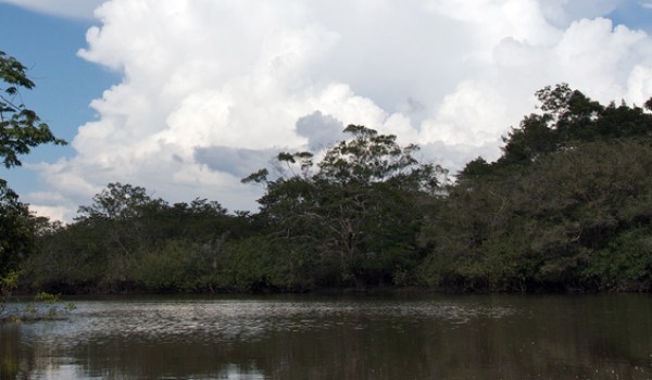 rivière Cuyabeno rivière Cuyabeno entourée de faune par une journée nuageuse
