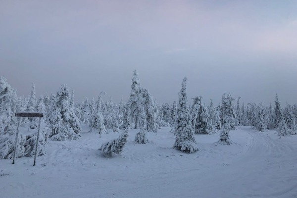 Forêt de neige de Rovaniemi sapins enneigés dans la forêt de Rovaniemi