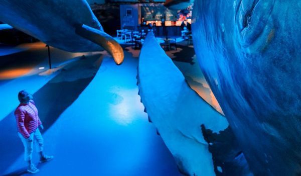 Intérieur du musée de la baleine à Reykjavik