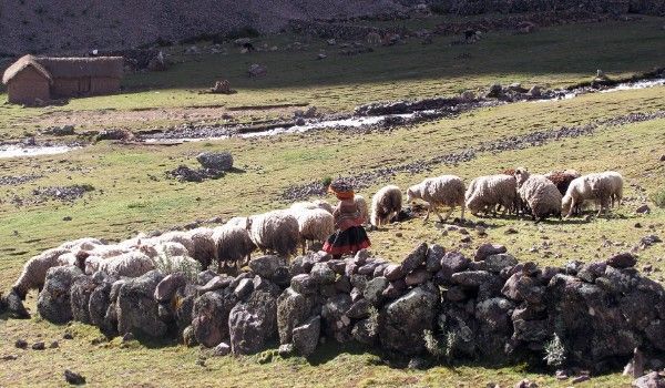 femme de la communauté Quishuarani gardant un troupeau dans la vallée de Lares.