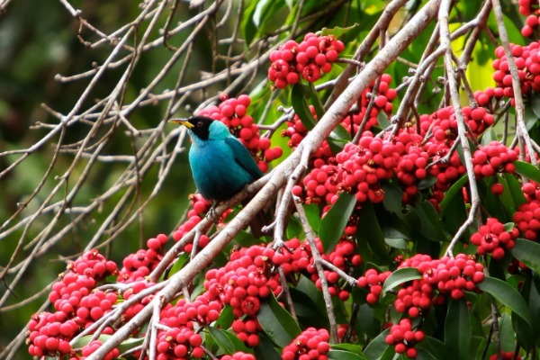 oiseaux à iquitos