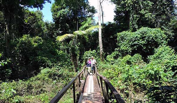 Promenade dans la jungle d'Iquitos