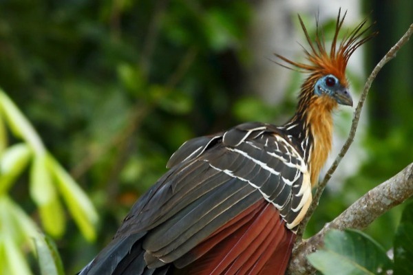 Oiseau amazonien perché sur une branche lors d'une activité d'observation sur le circuit Pacaya Samiria.
