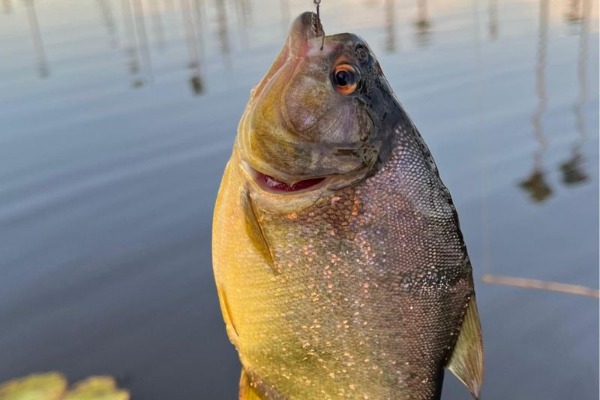 Pêche au piranha dans la lagune amazonienne de Yacumama Piranha capturé lors d'une activité de pêche traditionnelle dans une lagune amazonienne