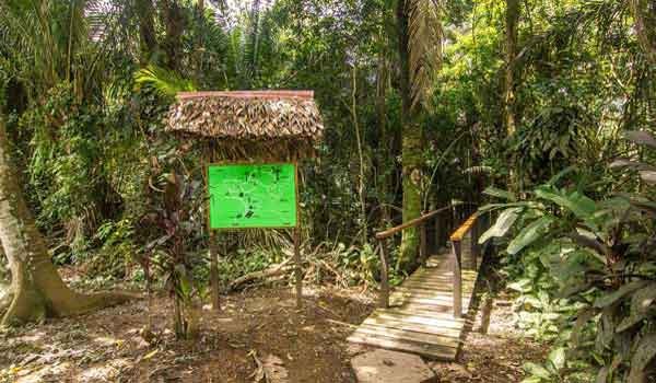 jungle puerto maldonado reserva nacional tambopata