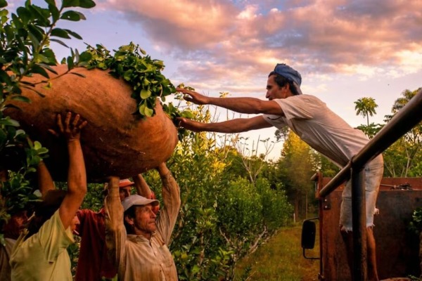 Lavoratori intenti a raccogliere l'erba mate in una piantagione di Misiones, in Argentina
